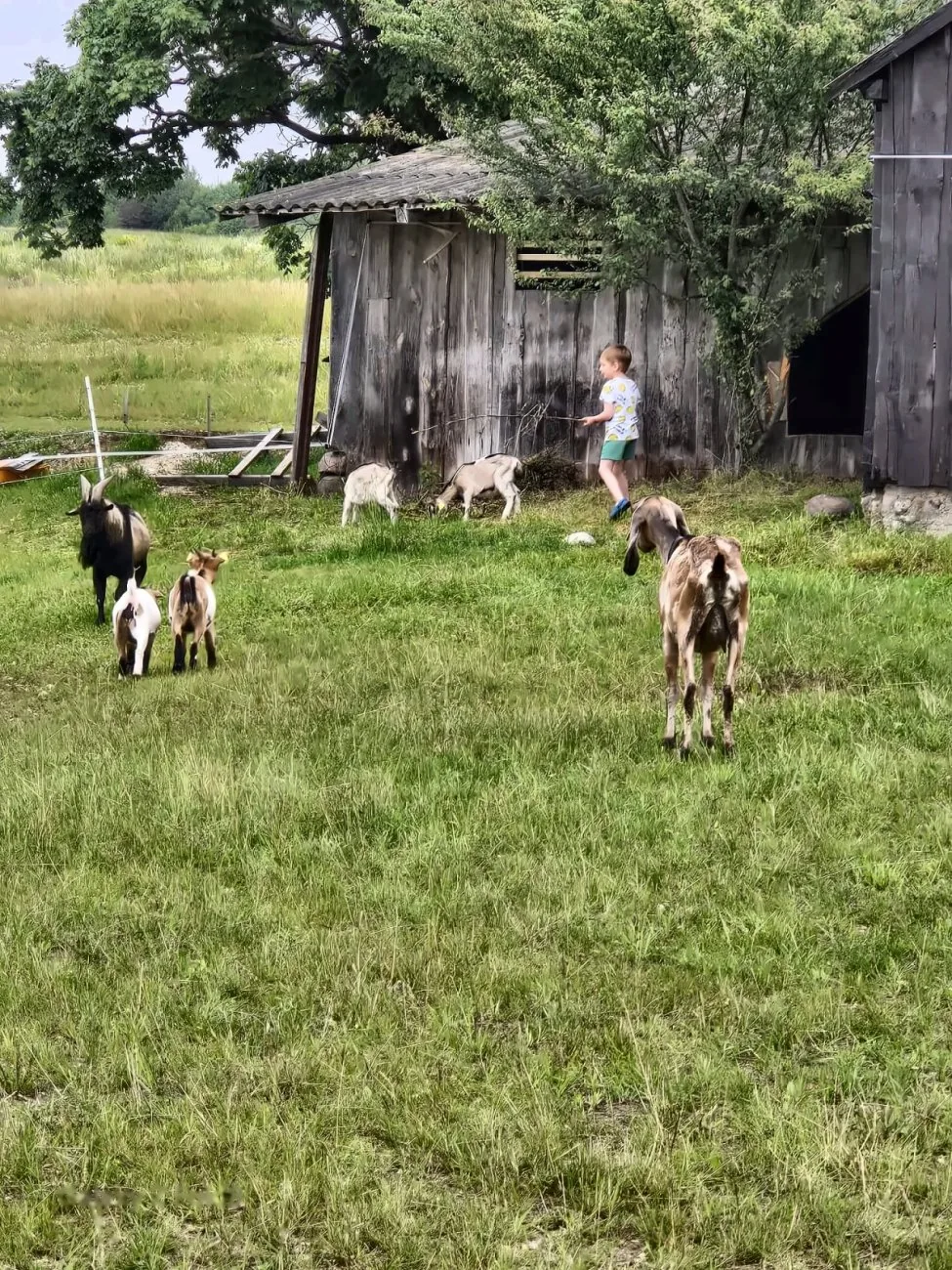 Gyvūnėlių maitinimas — Green Valley Molėtai