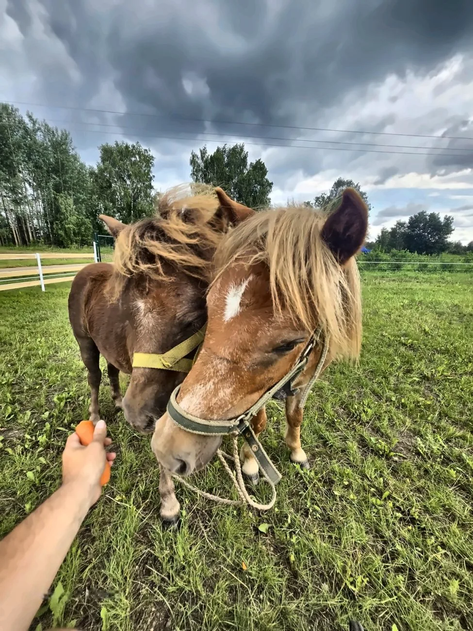 Mini zoologijos sodas Molėtuose — ponio maitinimas iš rankų
