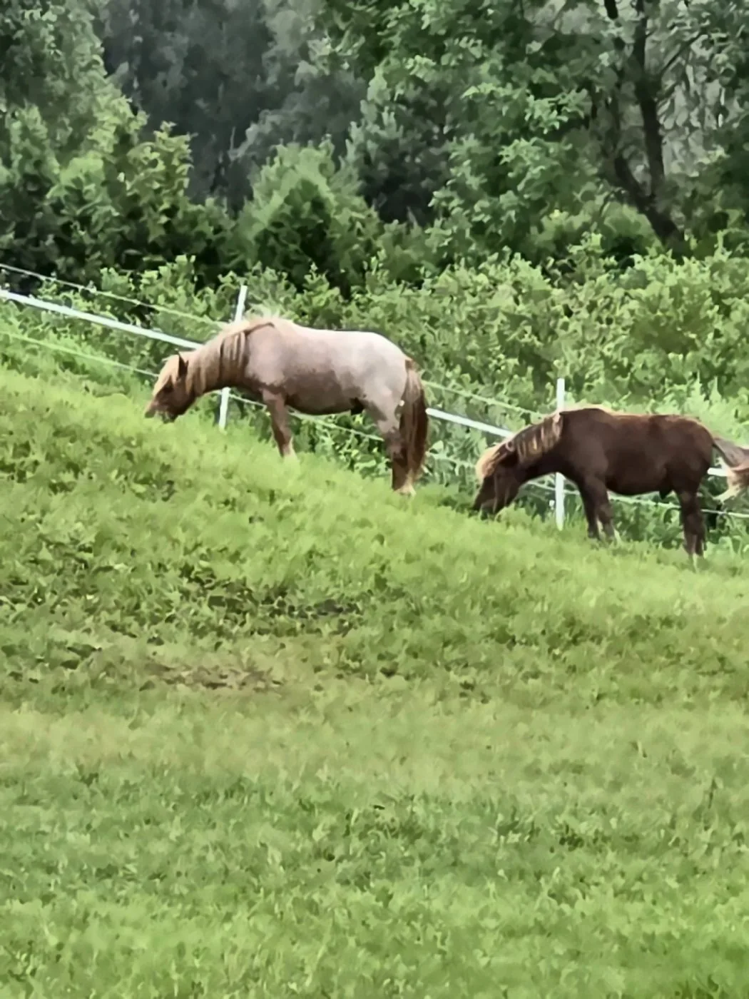 Poniai — Green Valley Molėtai