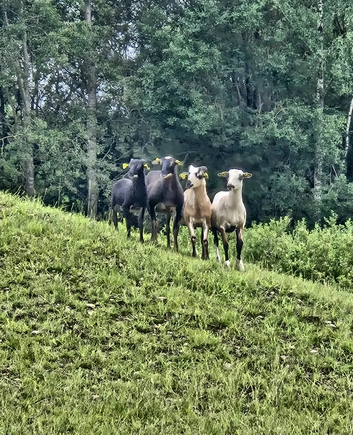 Avys — Green Valley Molėtai